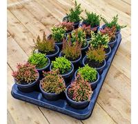 Gardeners Dream 18 X Mixed Scottish Grown Heathers (10-20Cm Height Including Pot) - Evergreen Ground Carpet Cover