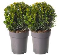 Gardeners Dream 2 X Buxus Sempervirens Balls (30-50Cm Height Including Pot) - Classic Ball Shape, Evergreen Foliage, Sun Or Partial Shade