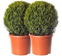 Gardeners Dream 2 X Buxus Sempervirens Balls (60-80Cm Height Including Pot) - Classic Ball Shape, Evergreen Foliage, Sun Or Partial Shade