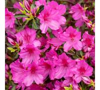 Gardeners Dream 2 X Pink Japanese Azalea (20-30Cm Height Including Pot) - Delicate Pink Blooms Evergreen