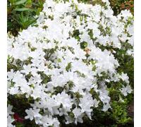 Gardeners Dream 2 X White Japanese Azalea (20-30Cm Height Including Pot) - Delicate White Blooms, Evergreen