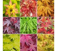 Gardeners Dream 3 X Acer Mix - Assorted Japanese Maple Trees For Beautiful Uk Gardens - Outdoor Plants (30-40Cm Height Including Pot)