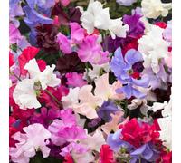 Gardeners Dream 3 X Bedding Plants Sweet Pea Tall, Garden Bedding Border Pots Climbing Annuals
