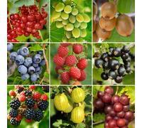 Gardeners Dream 3 X Fruit Mix - Assorted Fruit-Bearing Plants For Productive Uk Gardens - Outdoor Plants (30-40Cm Height Including Pot)