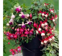 Gardeners Dream 3 X Mixed Fuchsia - Beautiful Flowering Plants For Charming Uk Gardens - Outdoor Plants (20-30Cm Height Including Pot)