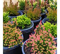 Gardeners Dream 36 X Mixed Scottish Grown Heathers (10-20Cm Height Including Pot) - Evergreen Ground Carpet Cover