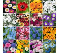 Gardeners Dream 50G Wild Flower Premium Seed Mix No Grass Meadow Bees & Butterfly 100 Percent Flowers