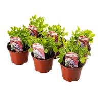 Gardeners Dream 6 X Bedding Plants Sweet Pea Dwarf, Garden Bedding Baskets Pots Outdoor Annuals