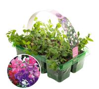 Gardeners Dream 6 X Bedding Plants Sweet Pea Tall, Garden Bedding Border Pots Climbing Annuals