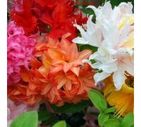 Gardeners Dream 6 X Mixed Azaleas - Assorted Flowering Shrubs For Colourful Uk Gardens - Outdoor Plants (20-30Cm Height Including Pot)