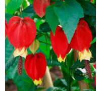 Gardeners Dream Abutilon Megapotamicum - Trailing Abutilon, Bell Flower (20-30Cm Height Including Pot)
