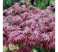 Gardeners Dream Acer Atropurpureum - Deep Purple Foliage, Compact Size (80-100Cm Height Including Pot)