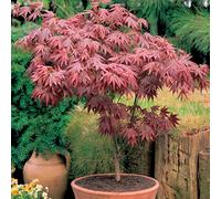 Gardeners Dream Acer Atropurpureum Plant - Red-Purple Foliage, Compact Size, Hardy (20-40Cm Height Including Pot)