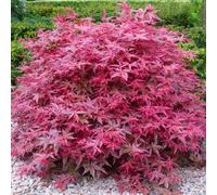 Gardeners Dream Acer Beni-Maiko Garden Tree - Striking Red Leaves, Compact Size, Hardy (20-30Cm Height Including Pot)