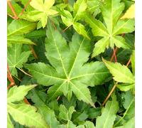 Gardeners Dream Acer Bihou - Vibrant Yellow Bark, Outdoor Plant, Ideal For Gardens, Compact Size (80-100Cm Height Including Pot)