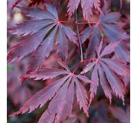 Gardeners Dream Acer Black Lace - Deeply Cut Purple Foliage, Outdoor Plant, Ideal For Gardens, Compact Size (50-70Cm Height Including Pot)