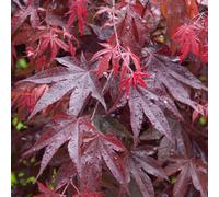 Gardeners Dream Acer Bloodgood - Deep Red Foliage, Outdoor Plant, Ideal For Gardens, Compact Size (80-100Cm Height Including Pot)