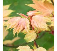 Gardeners Dream Acer Brilliantissimum Tree - Colorful Foliage, Compact Size, Hardy (5-6Ft)
