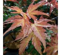 Gardeners Dream Acer Brown Sugar - Compact Japanese Maple, Ornamental Tree (20-30Cm Height Including Pot)