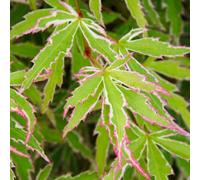 Gardeners Dream Acer Butterfly - Delicate Foliage, Outdoor Plant, Ideal For Gardens, Compact Size (50-70Cm Height Including Pot)