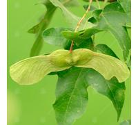 Gardeners Dream Acer Campestre Tree - Native European Tree, Compact Size, Hardy (5-6Ft)