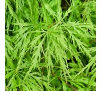 Gardeners Dream Acer Dissectum - Graceful Weeping Foliage, Outdoor Plant, Ideal For Gardens, Compact Size (50-70Cm Height Including Pot)