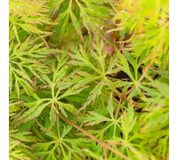 Gardeners Dream Acer Emerald Lace - Fine Filigree Foliage, Outdoor Plant, Ideal For Gardens, Compact Size (50-70Cm Height Including Pot)