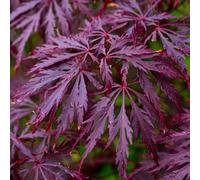 Gardeners Dream Acer Garnet - Deep Red Foliage, Outdoor Plant, Ideal For Gardens, Compact Size (80-100Cm Height Including Pot)