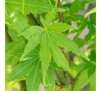 Gardeners Dream Acer Going Green - Vibrant Green Foliage, Outdoor Plant, Ideal For Gardens, Compact Size (80-100Cm Height Including Pot)