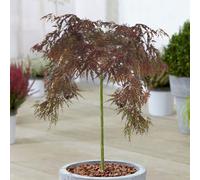 Gardeners Dream Acer Inaba-Shidare Patio Tree - Stunning Variety, Ideal For Uk Gardens, Compact Size (2-3Ft)