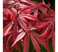 Gardeners Dream Acer Jerre Schwartz - Vibrant Red Foliage, Outdoor Plant, Ideal For Gardens, Compact Size (80-100Cm Height Including Pot)