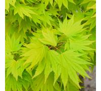 Gardeners Dream Acer Jordan - Graceful Green Foliage, Outdoor Plant, Ideal For Gardens, Compact Size (80-100Cm Height Including Pot)