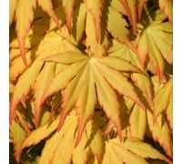 Gardeners Dream Acer Katsura - Japanese Maple, Ornamental Tree (20-30Cm Height Including Pot)
