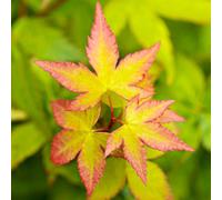 Gardeners Dream Acer Little Princess - Japanese Maple, Vibrant Foliage, Hardy (30-40Cm Height Including Pot)