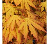 Gardeners Dream Acer Orange Dream Garden Tree - Striking Foliage, Compact Size, Hardy (20-40Cm Height Including Pot)