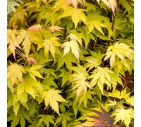 Gardeners Dream Acer Orange Dream Plant - Vibrant Foliage, Compact Size, Hardy (20-40Cm Height Including Pot)