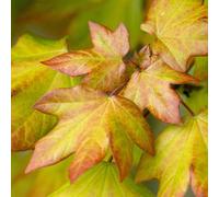 Gardeners Dream Acer Orientalia Tree - Exotic Foliage, Compact Size, Hardy (5-6Ft)