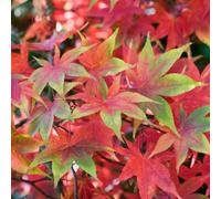 Gardeners Dream Acer Osakazuki - Vibrant Autumn Foliage, Outdoor Plant, Ideal For Gardens, Compact Size (50-70Cm Height Including Pot)