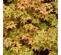 Gardeners Dream Acer Palmatum Garden Tree - Elegant Foliage, Compact Size, Hardy (15-30Cm Height Including Pot)