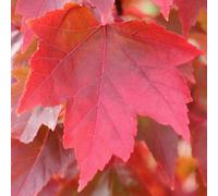 Gardeners Dream Acer Rubrum Redpointe Tree - Stunning Red Foliage, Compact Size, Hardy (5-6Ft)