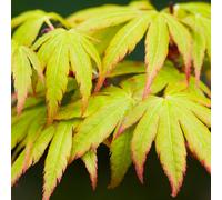 Gardeners Dream Acer Sangokaku - Coral Bark Japanese Maple, Ornamental Tree (20-30Cm Height Including Pot)