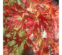 Gardeners Dream Acer Seiryu - Graceful Japanese Maple Tree For Serene Uk Gardens - Outdoor Plant (30-40Cm Height Including Pot)