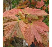 Gardeners Dream Acer Simon Louis Freres Tree - Unique Red And Green Foliage, Compact Size, Hardy (5-6Ft)