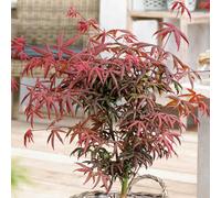 Gardeners Dream Acer Starfish - Japanese Maple, Ornamental Tree (50-70Cm Height Including Pot)