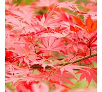 Gardeners Dream Acer Sumi Nagashi - Japanese Maple, Outdoor Plant, Ideal For Gardens, Compact Size (80-100Cm Height Including Pot)