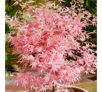 Gardeners Dream Acer Taylor - Japanese Maple, Ornamental Tree (20-30Cm Height Including Pot)