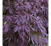 Gardeners Dream Acer Trompenburg - Japanese Maple, Outdoor Plant, Ideal For Gardens, Compact Size (50-70Cm Height Including Pot)