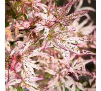 Gardeners Dream Acer Ukigumo Floating Cloud Maple Hardy Outdoor Tree Ornamental Plant In Pot