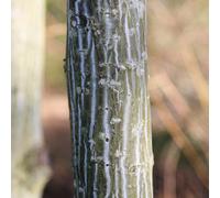 Gardeners Dream Acer Viper Tree - Distinctive Tree Bark, Compact Size, Hardy (5-6Ft)