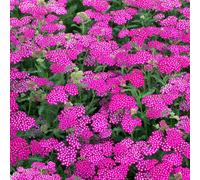 Gardeners Dream Achillea Vintage Violet - Achillea Millefolium, Perennial Herbaceous Plant (30-40Cm Height Including Pot)